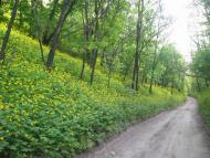 Максимівка з panoramio.com