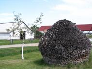 Астей з panoramio.com - Астей