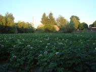 Куликовичі з panoramio.com