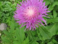 Прикордонна Улашанівка з panoramio.com