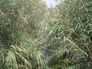 Рисове з panoramio.com