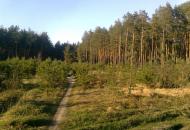 Сухоліси з panoramio.com