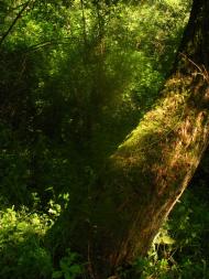 Вовчківці з panoramio.com