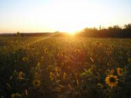 Піддубне з panoramio.com