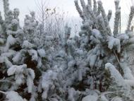 Жабка з panoramio.com