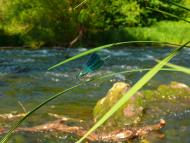 Вари з panoramio.com