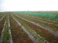 Чорнобаївка з panoramio.com