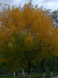 Талаківка з panoramio.com