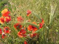 Воронівка з panoramio.com