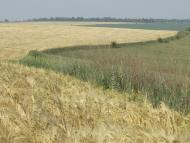 Нововознесенка з panoramio.com