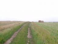 Лопушна з panoramio.com