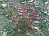 Бабин-Зарічний з panoramio.com