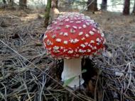 Ковалин з panoramio.com