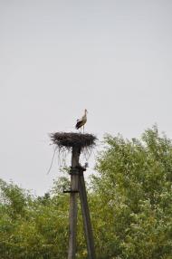 Полянка з panoramio.com