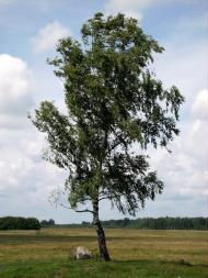 Полянка з panoramio.com