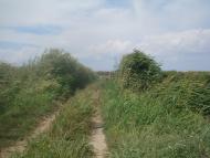 Рисове з panoramio.com