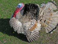 Демидівка з panoramio.com