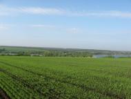 Мирошниківка з panoramio.com