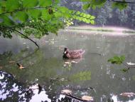 Піддубне з panoramio.com