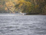 Розумівка з panoramio.com