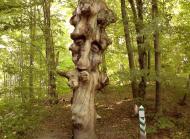 Лісники з panoramio.com