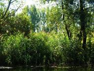 Івачів Горішній з panoramio.com