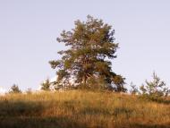 Ситники з panoramio.com