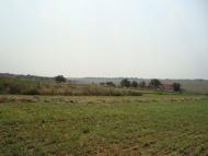 Весняна Квітка з panoramio.com