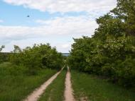 Луковиця з panoramio.com