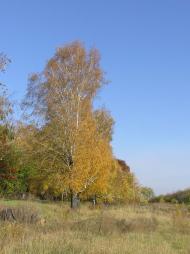 Петровське з panoramio.com