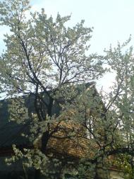 Куликовичі з panoramio.com