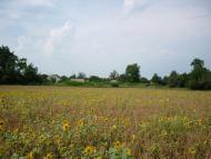 Майорщина з panoramio.com