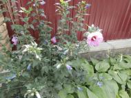 МОЄ ВАТУТІНЕ