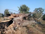 ПО ДОРОЗІ НА БИШІВ