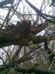 НПП 'Пирятинський'