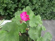 МОЄ ВАТУТІНЕ