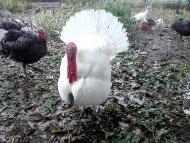 Життя селянське