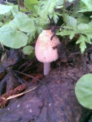 НПП 'Пирятинський'