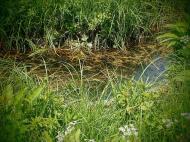 Життя селянське