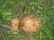 Життя селянське