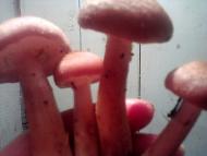 Життя селянське