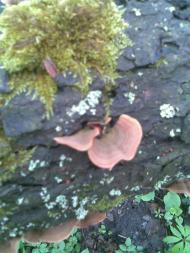 НПП 'Пирятинський'