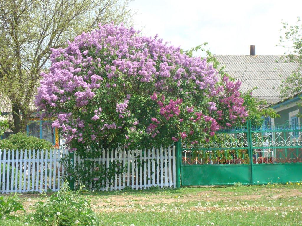 Вільховець з panoramio.com - Vilkhovets