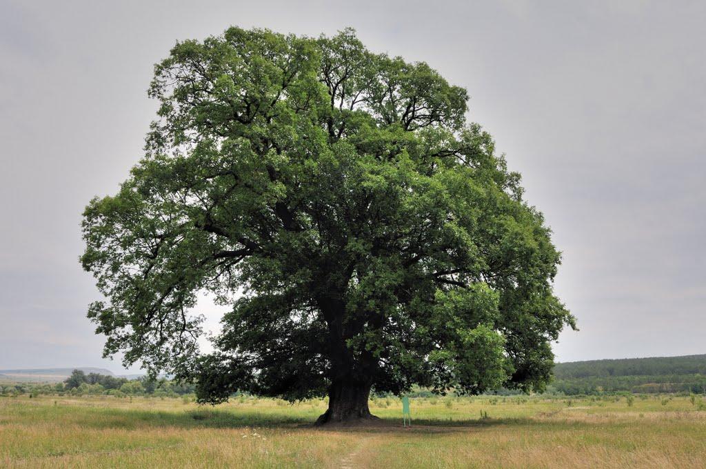 Білогірськ з panoramio.com - Білогірськ