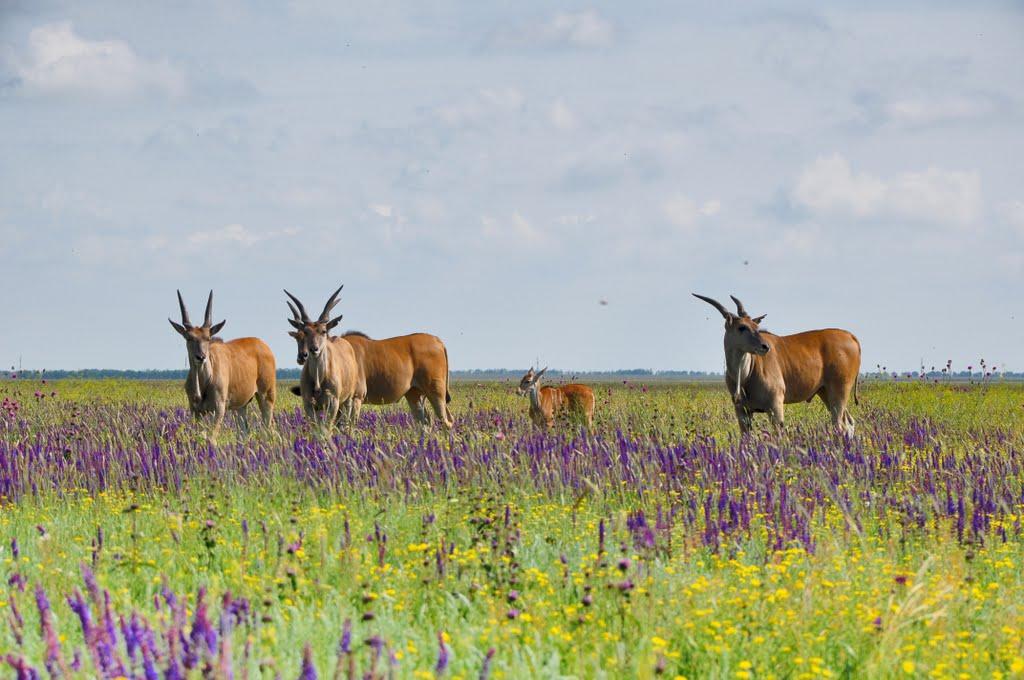 Іллінка з panoramio.com - Іллінка