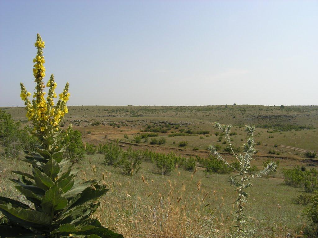 Кочергіне з panoramio.com - Кочергино