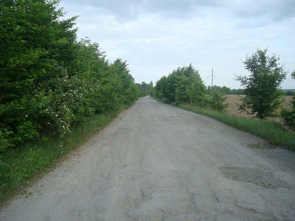 Ставчани з panoramio.com - Ставчаны