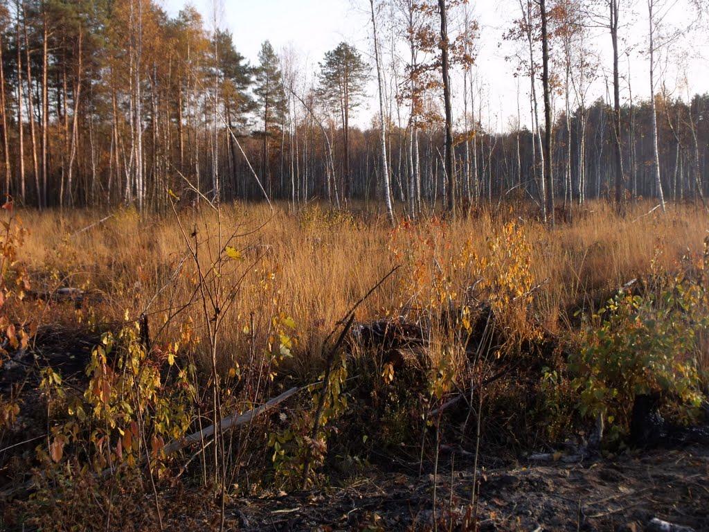 Лісопіль з panoramio.com - Лесополь