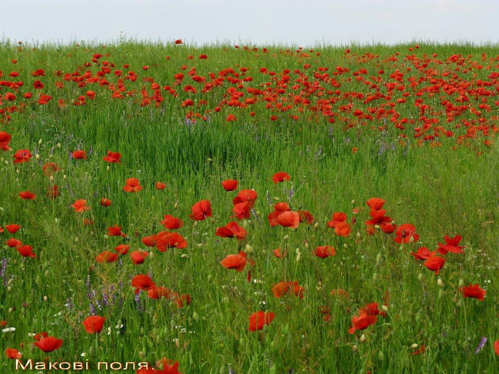 Миколаївка з panoramio.com - Миколаївка