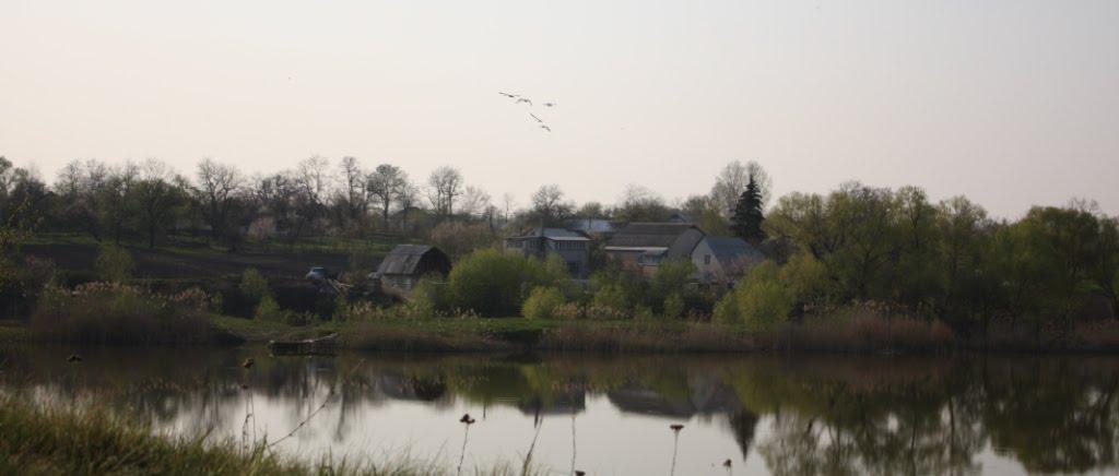 Великі Канівці з panoramio.com - Великі Канівці